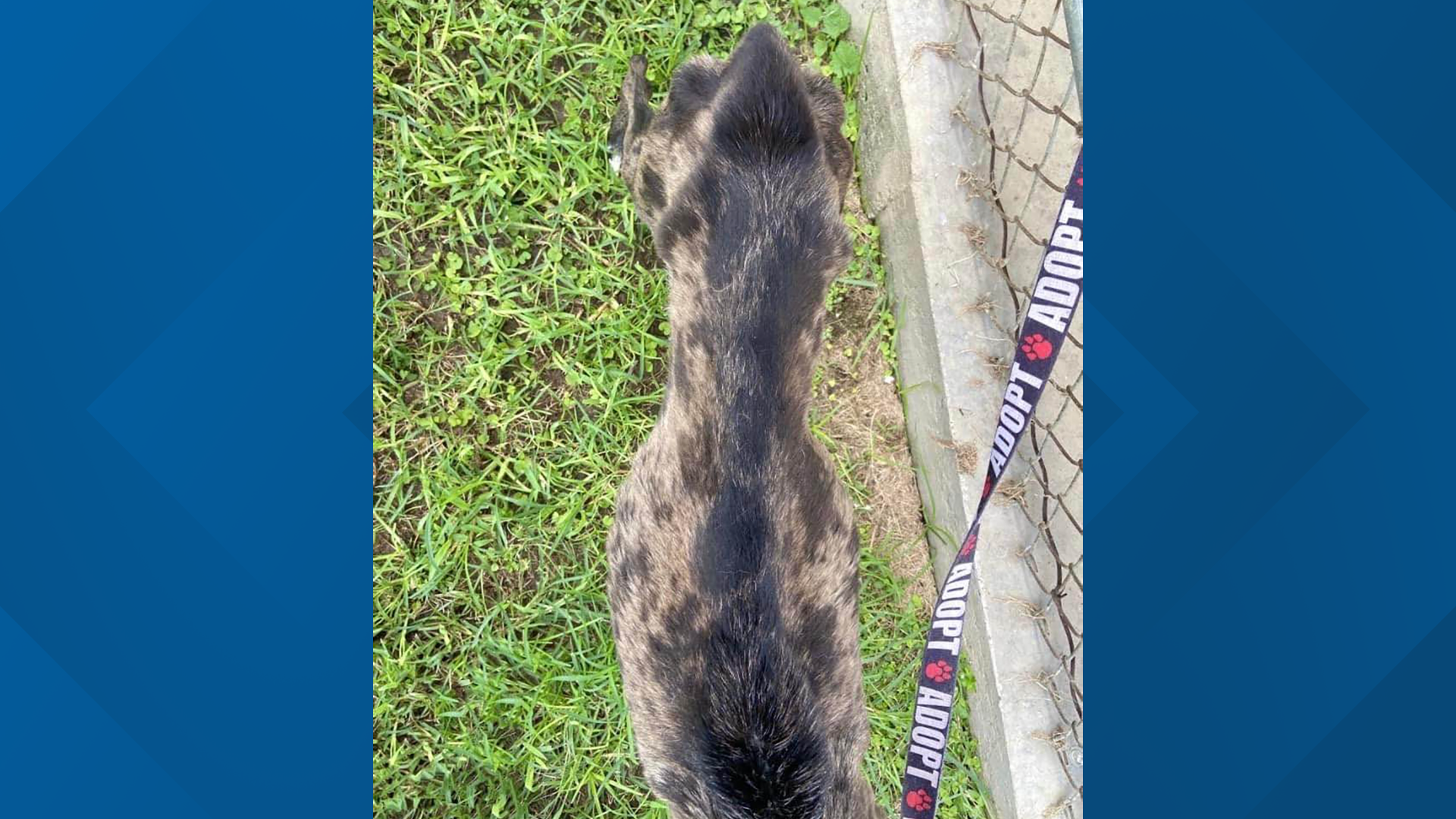 Emaciated dog found inside trash bag in dumpster in Beaumont ...