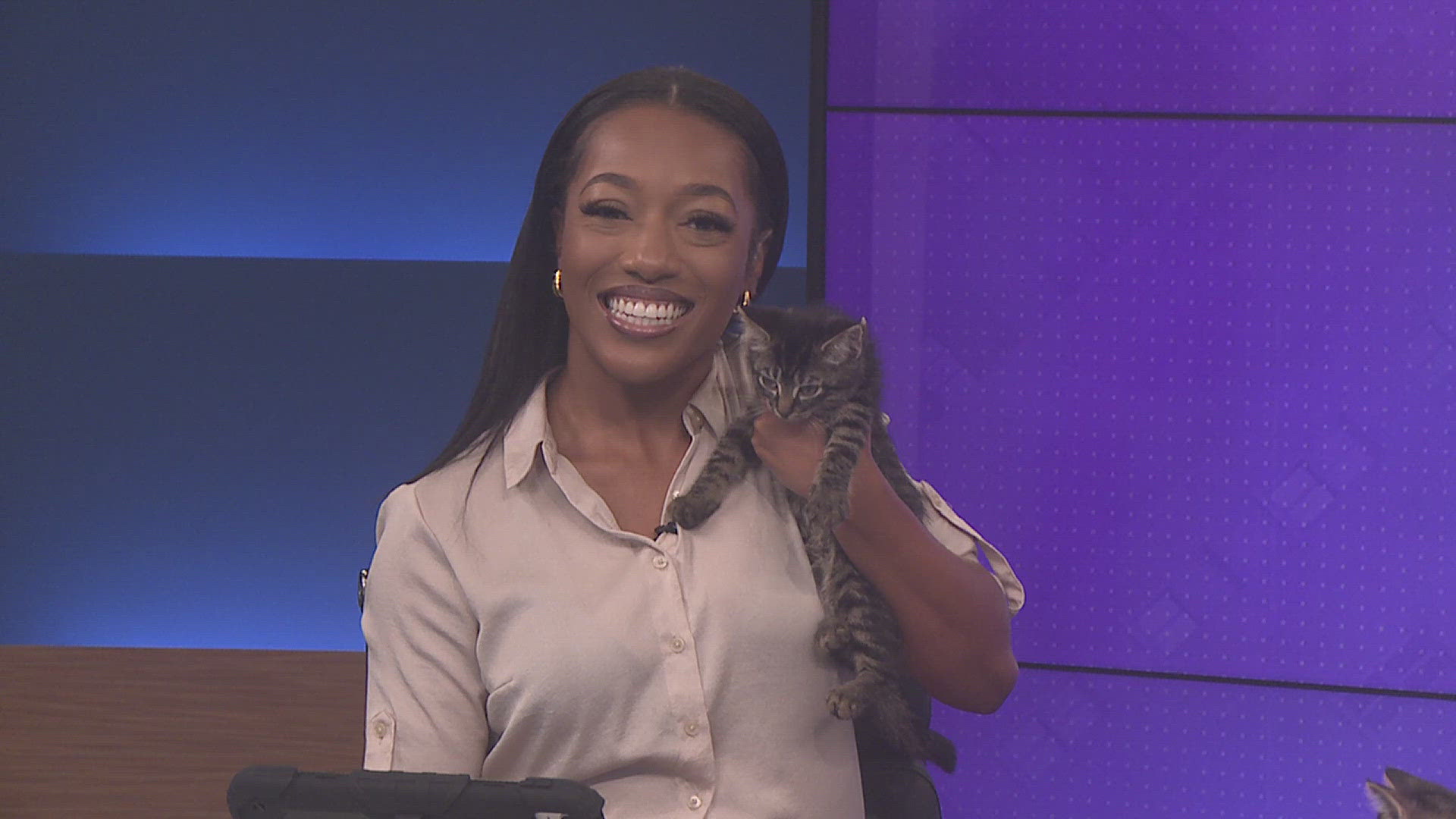 12News kittens visit our studio! | 12newsnow.com