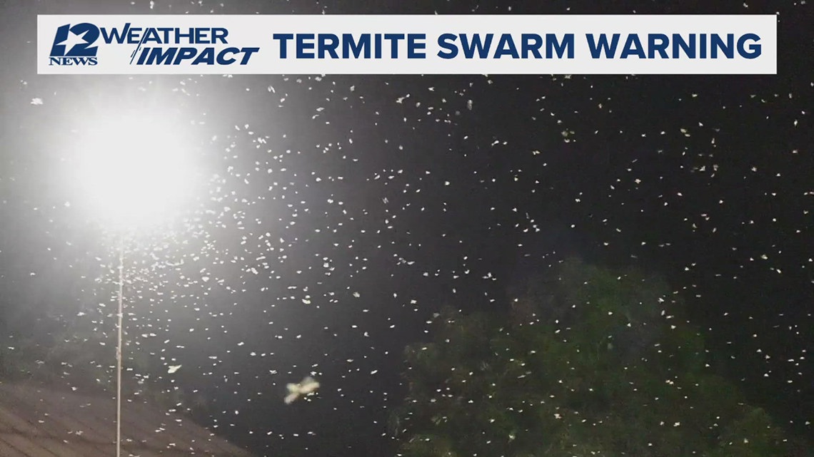 Termite swarm season is underway in Southeast Texas; experts say turn off your lights