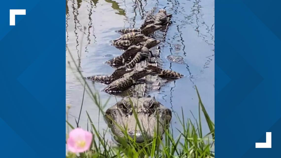 Alligator with 26 babies spotted at Cattail Marsh | 12newsnow.com