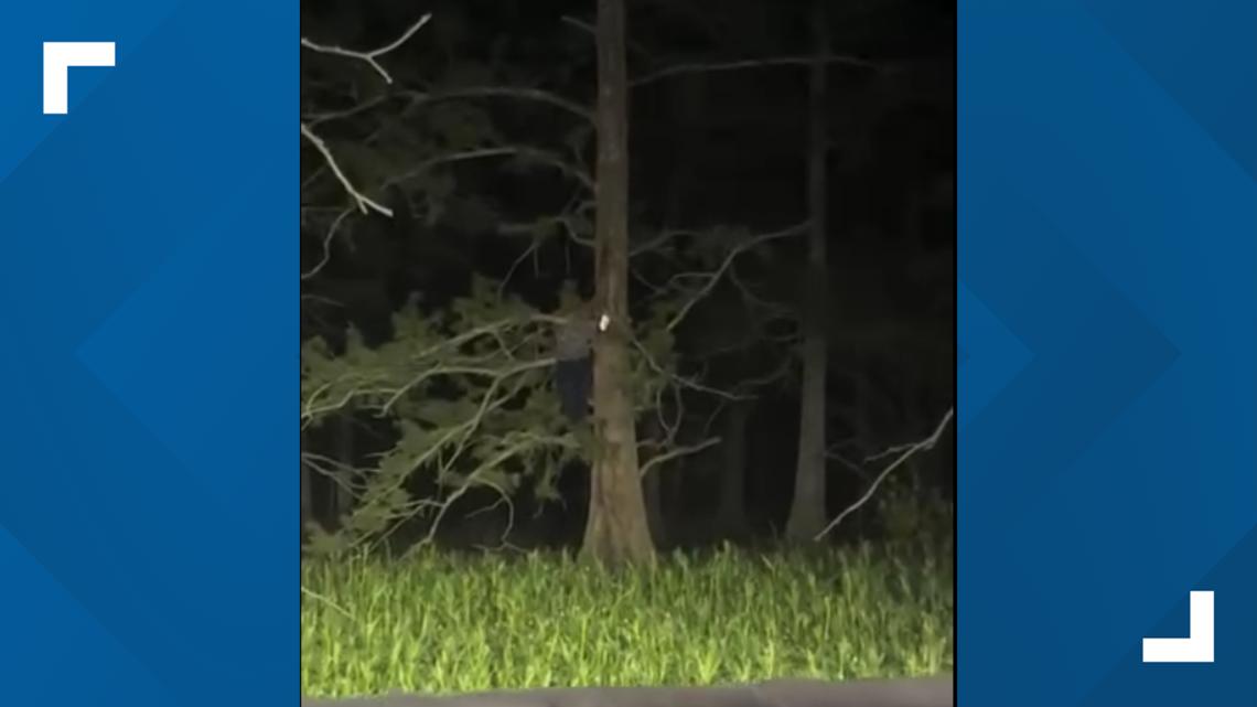 Fisherman chased up tree by gator | 12newsnow.com - Vimarsana News