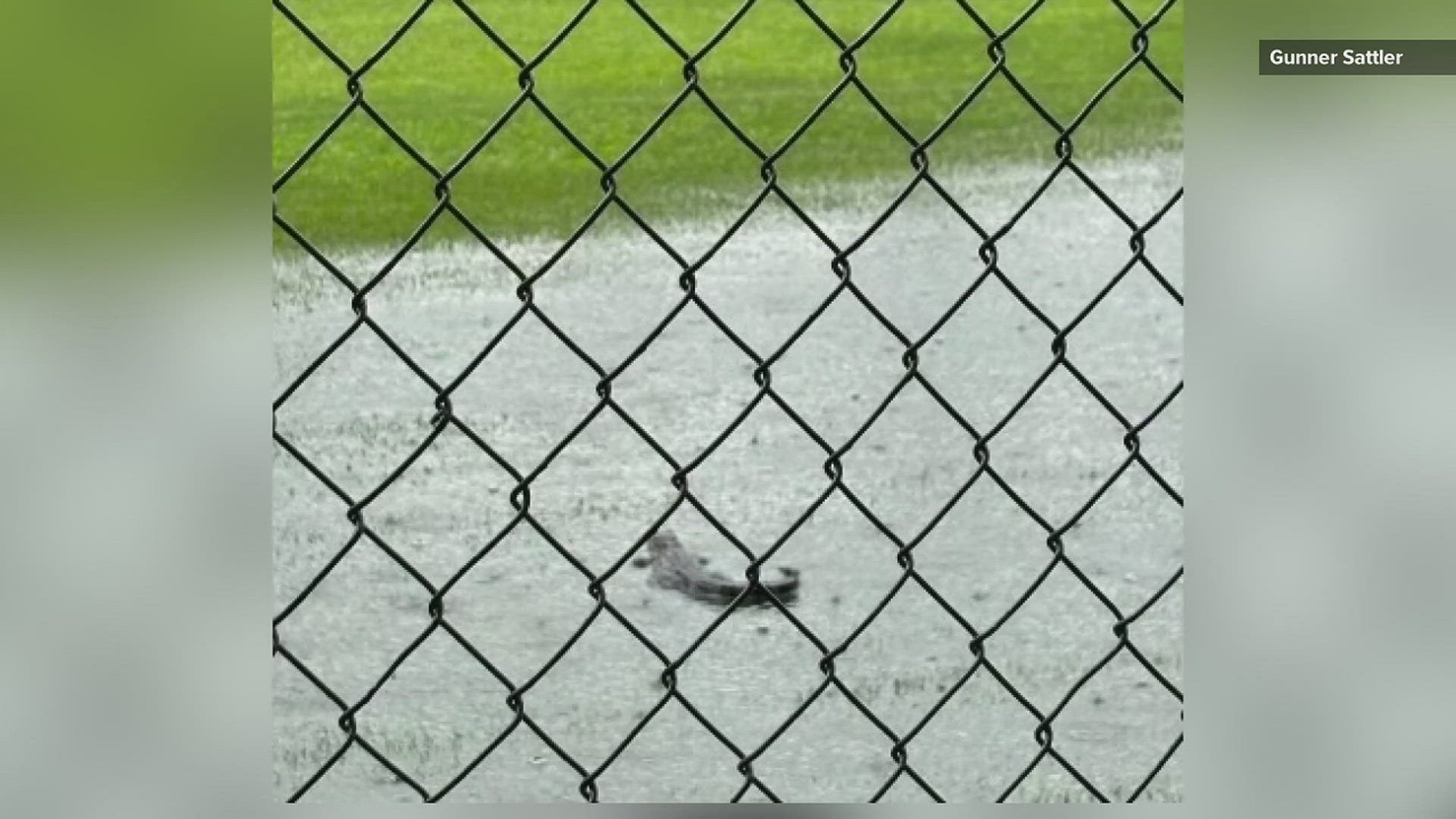 HJ students were befuddled to find the baby gator making himself at home on the diamond.