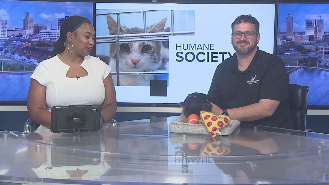 Meet Wolf: Terrier mix puppy available for adoption at Humane Society of Southeast Texas