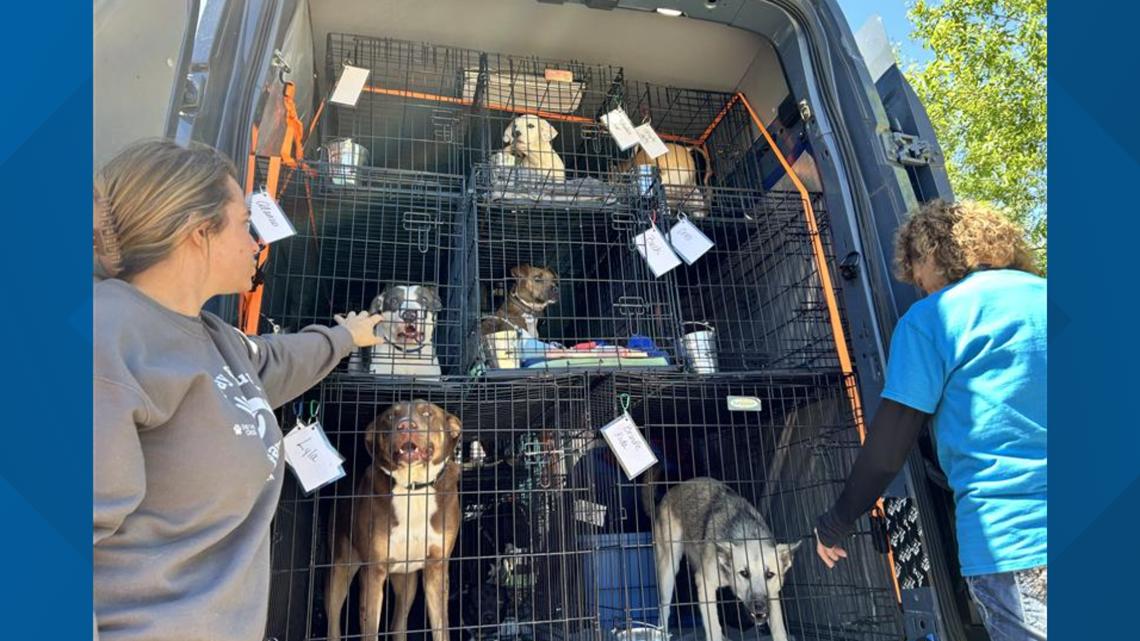 Dog rescue sending dozens of canines to Canada amid growing need in Southeast Texas