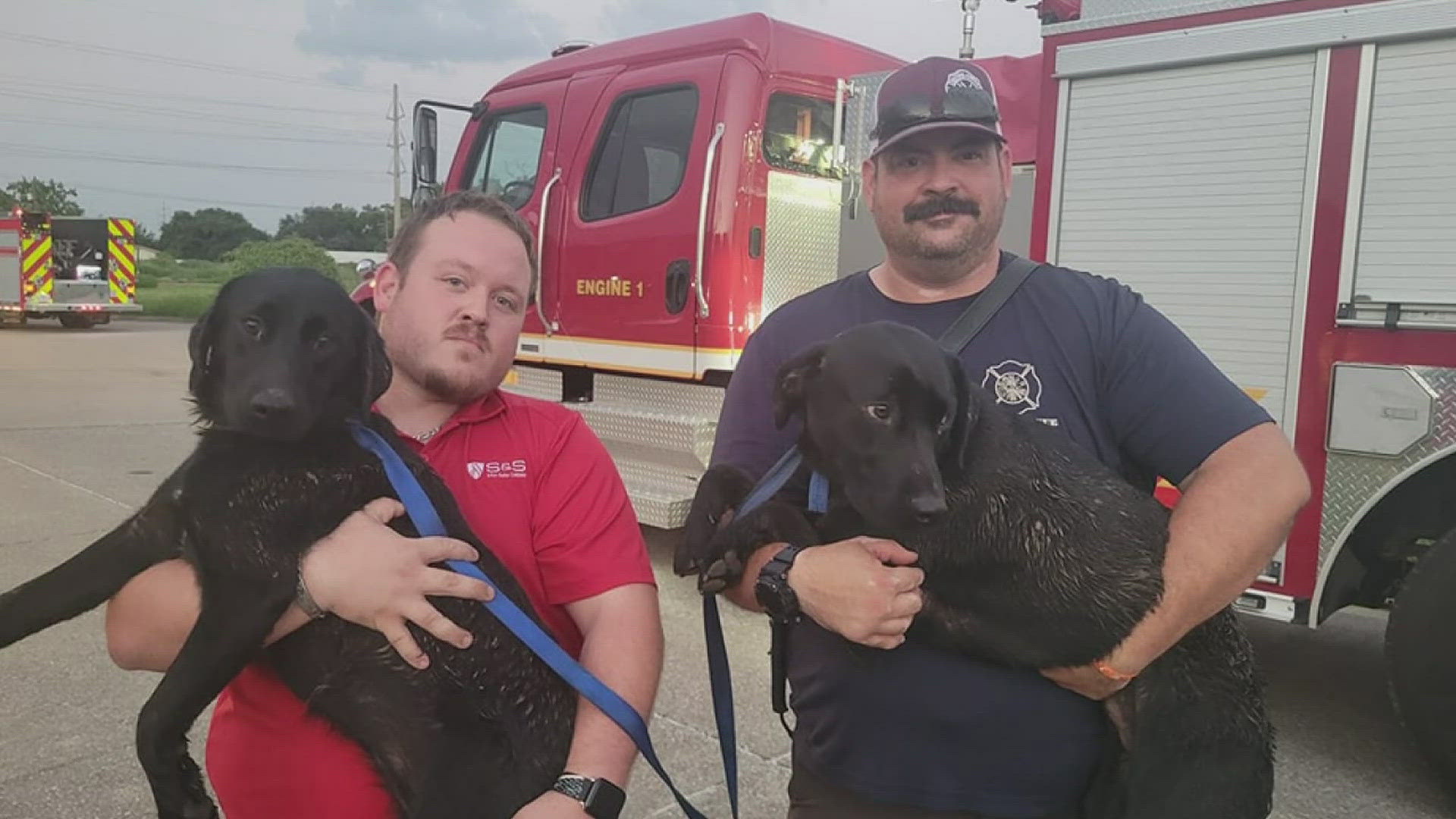 The two Labradors appeared to be healthy but were taken to a veterinarian to be checked out.