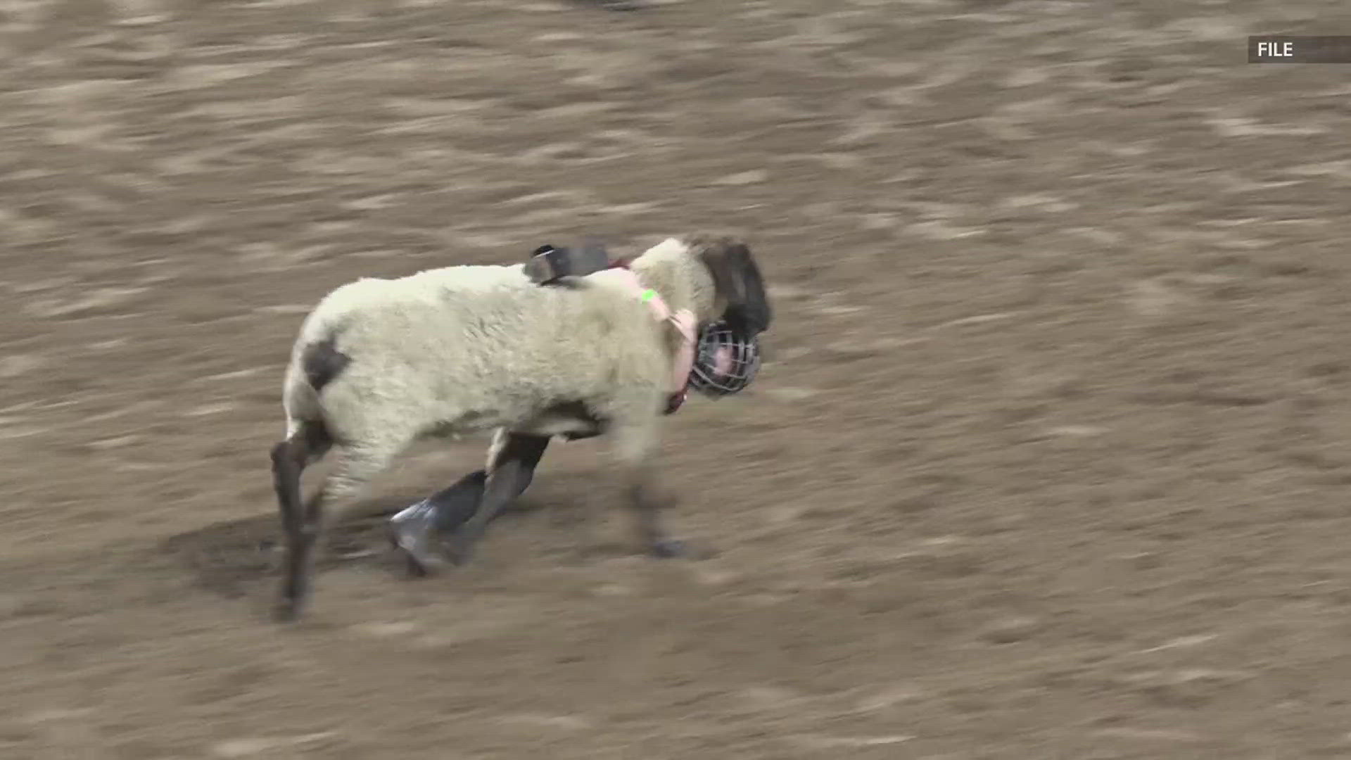 It started with with muttin bustin' and female bull riding!