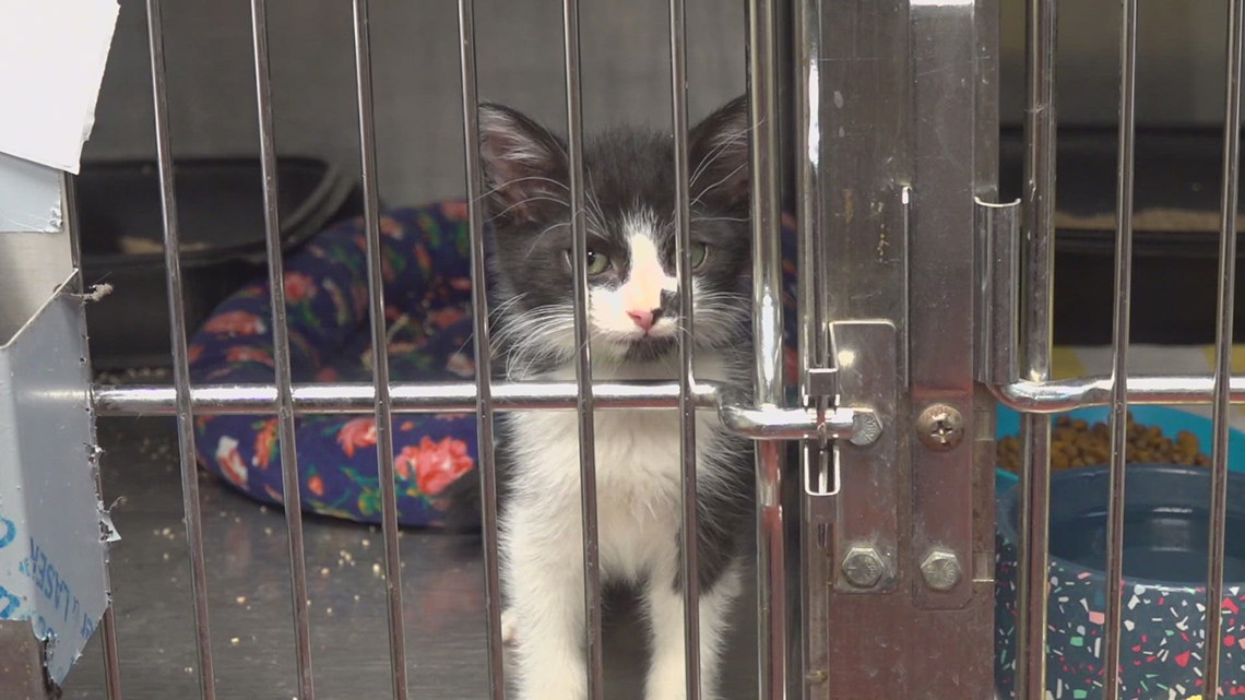 Beaumont Pets Alive combats overcrowded shelters by finding homes for pets across Southeast Texas.