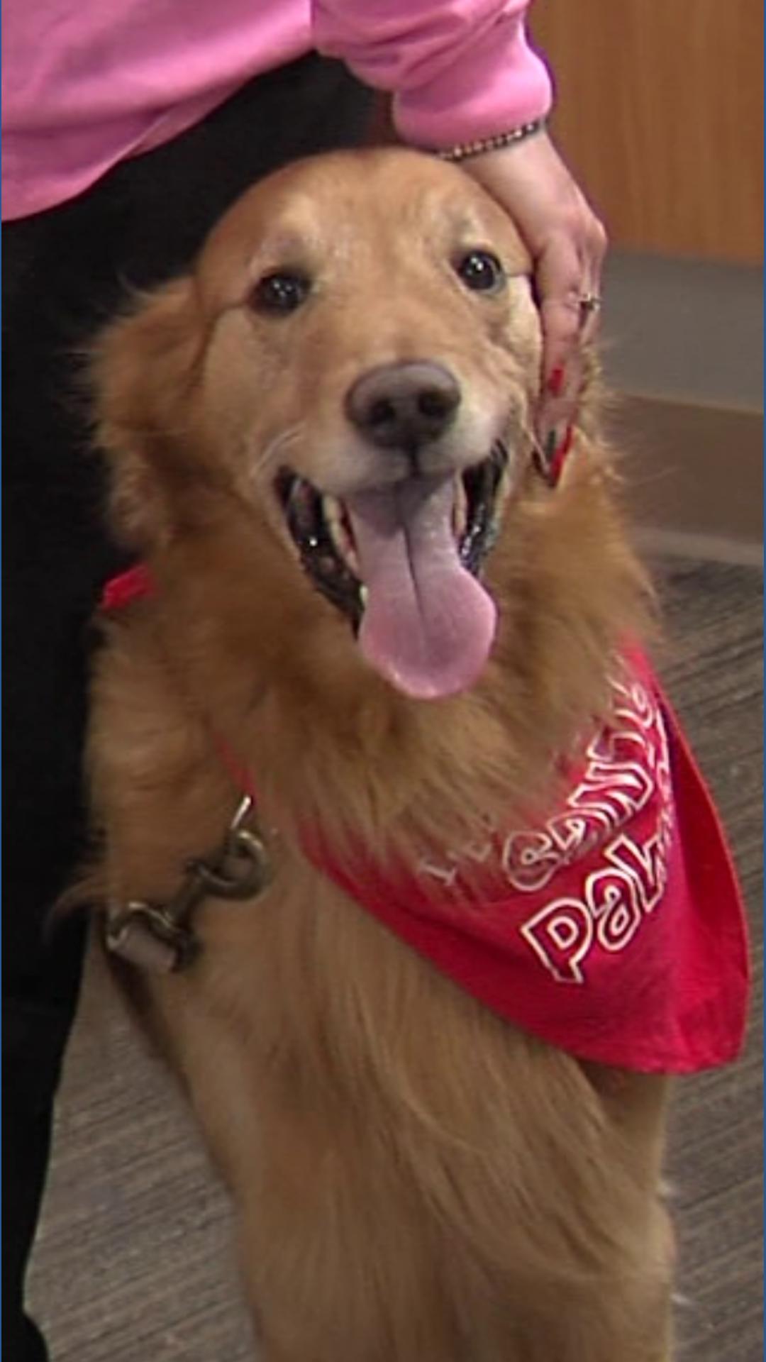 Dog therapy program brings holiday cheer to hospital patients and staff ...
