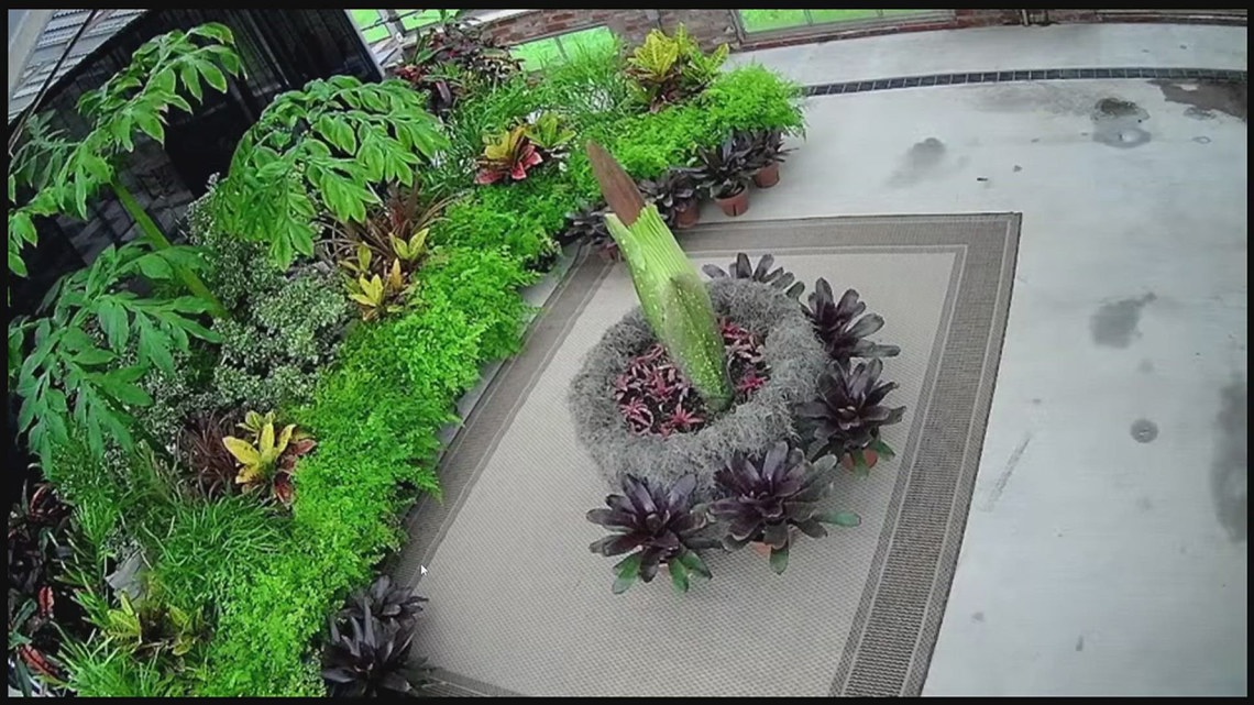 Rare corpse flower “Elenore” set to bloom at Shangri La Gardens