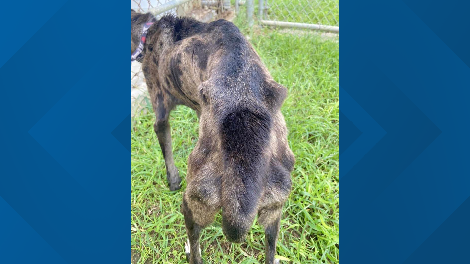 Emaciated dog found inside trash bag in dumpster in Beaumont ...