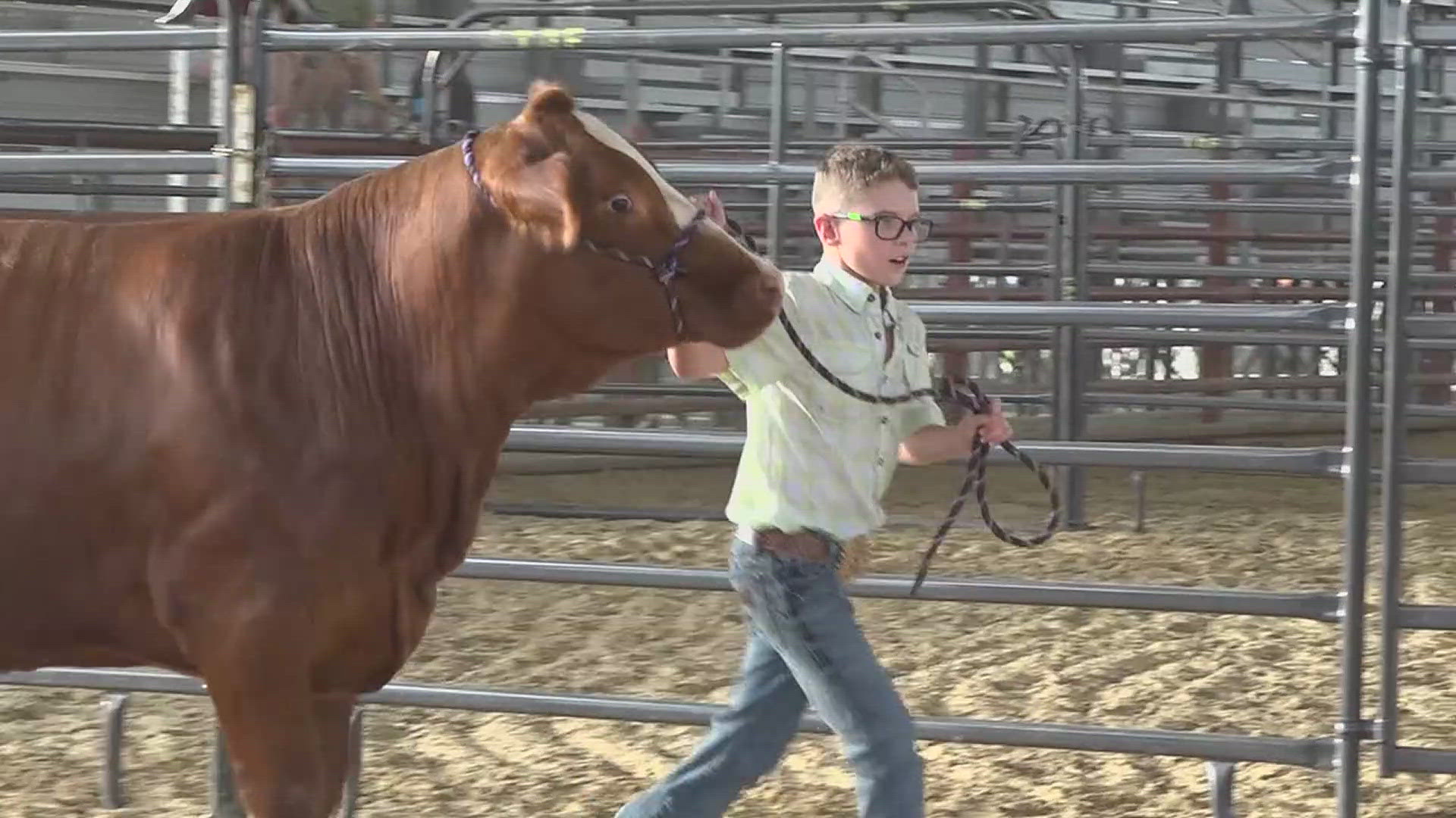 Students across the area will be showing off nearly 500 cattle, sheep and goats.