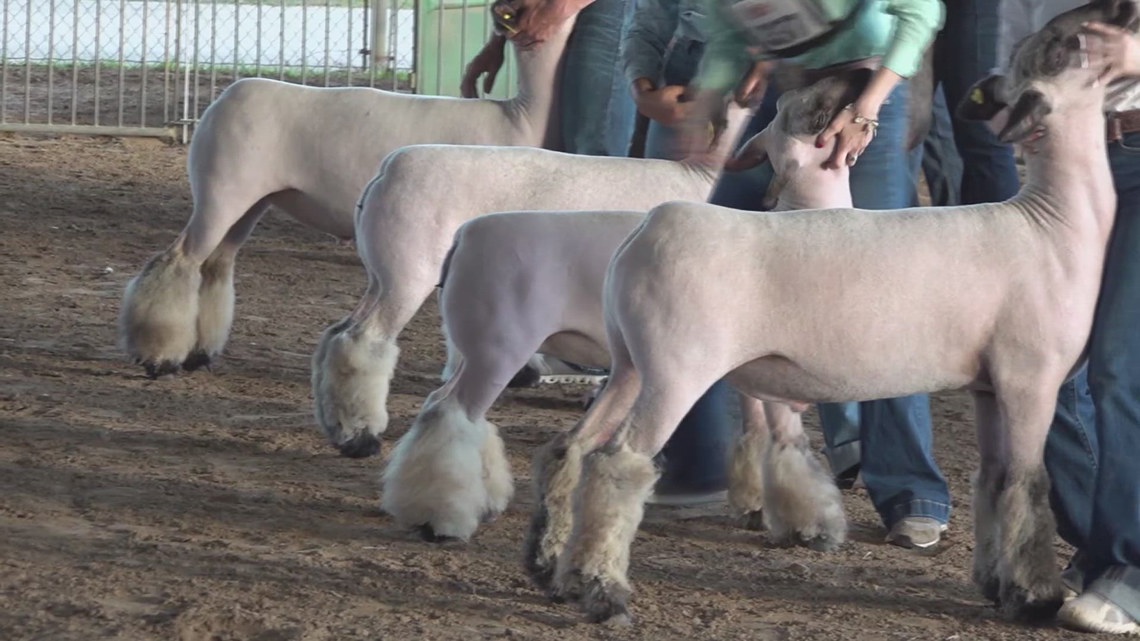 Grit and Growth | Young Hardin-Jefferson agriculture students shine in South Texas State Fair challenge