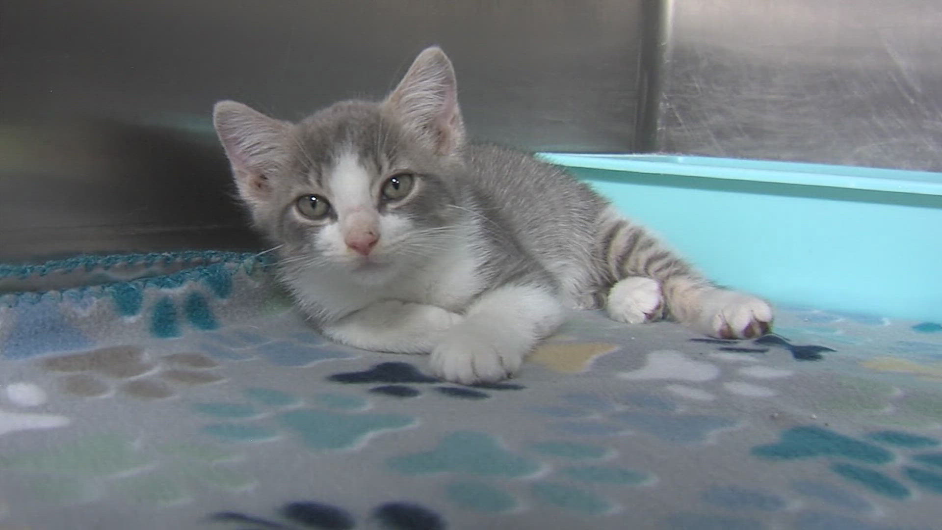 Southeast Texas is experiencing a seasonal surge in puppies and kittens.