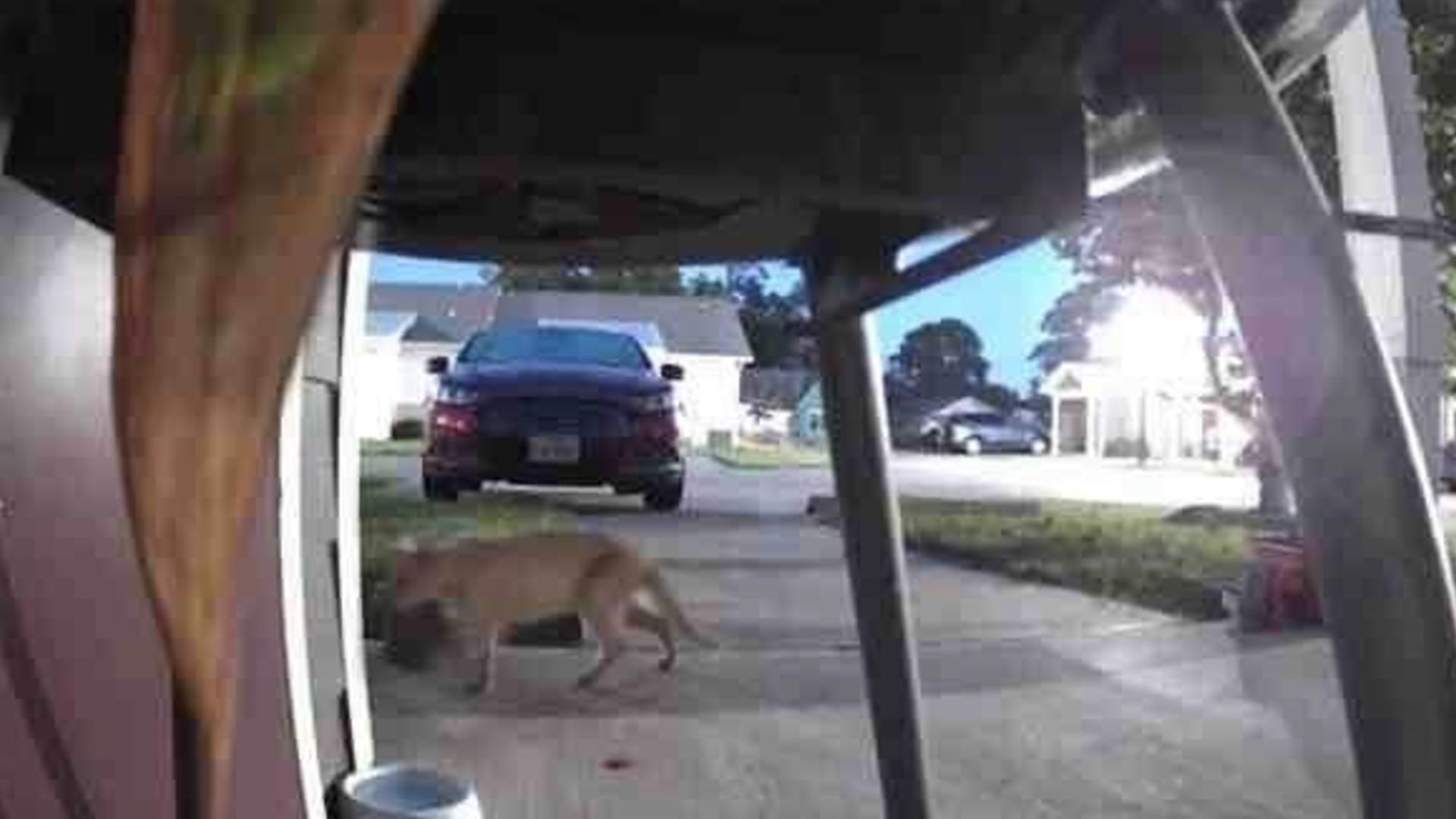 Possible Cougar spotted in Port Arthur neighborhood at night ...