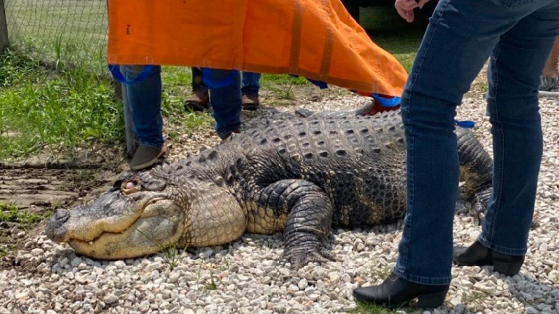 New York man drops legal fight to reclaim alligator seized after 34 years, brought to Gator Country in 2024
