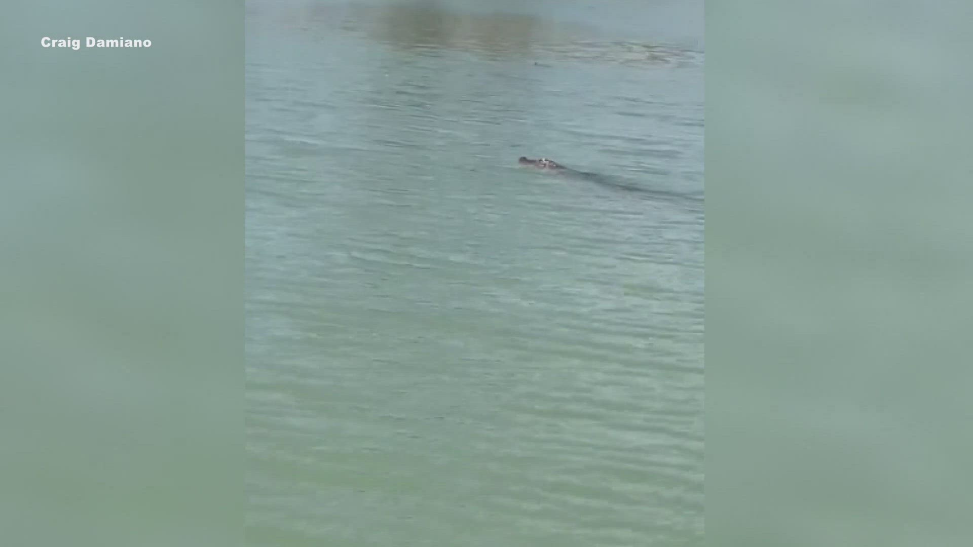 While they may be a rare sight for the area, some of the aquatic reptiles do make their home in Bell County waters.