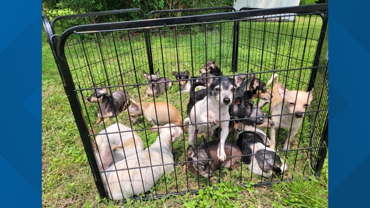 24 dogs pulled from house fire in Temple