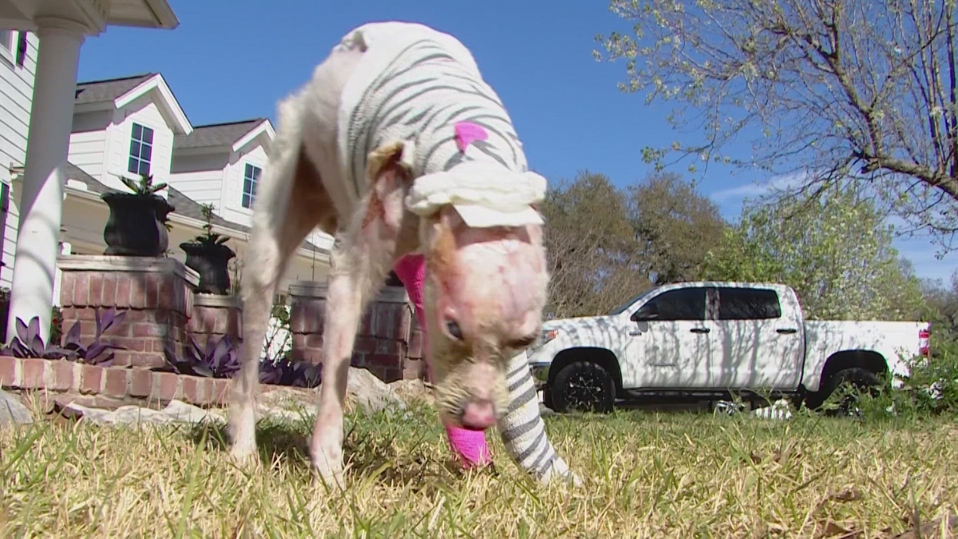 Dog set on fire allowed to go home for weekend as she continues long ...