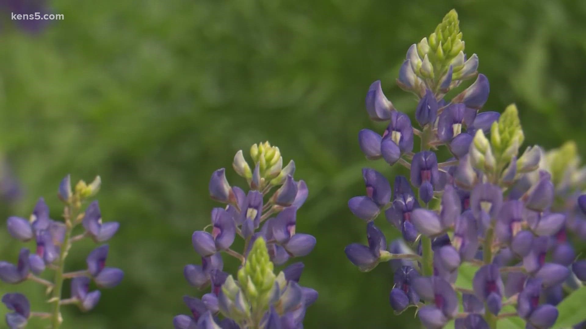 "Ireland has the shamrock, Japan has cherry-blossoms, and you know, Texas has blue bonnets."