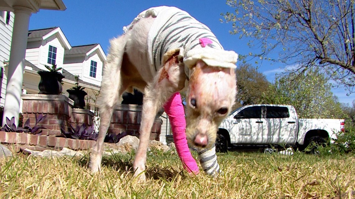 Dog set on fire allowed to go home for weekend as she continues long road to recovery - Vimarsana News