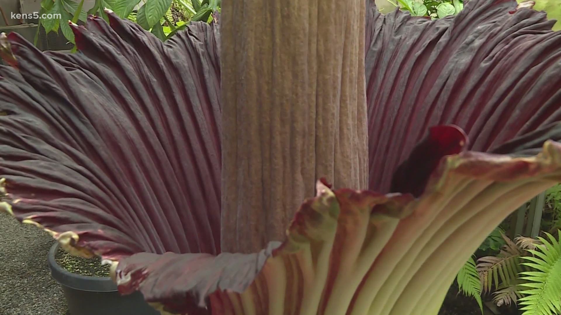 An endangered "rotting flesh" or "corpse flower" is blooming in an Ohio park conservatory. People say it smells like death.