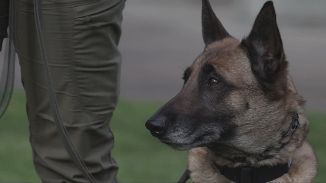 Schools deploy specially trained dogs to sniff out hidden cameras in restrooms, locker rooms