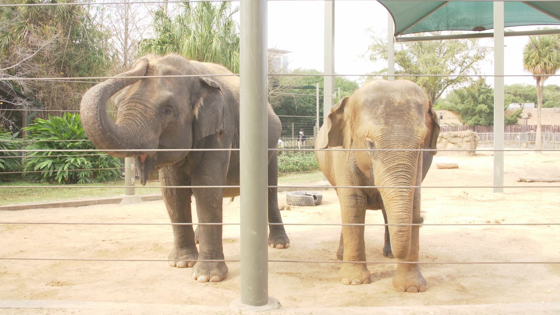 Asian elephants Tess and Tupelo will give birth in the spring within a few weeks of each other.