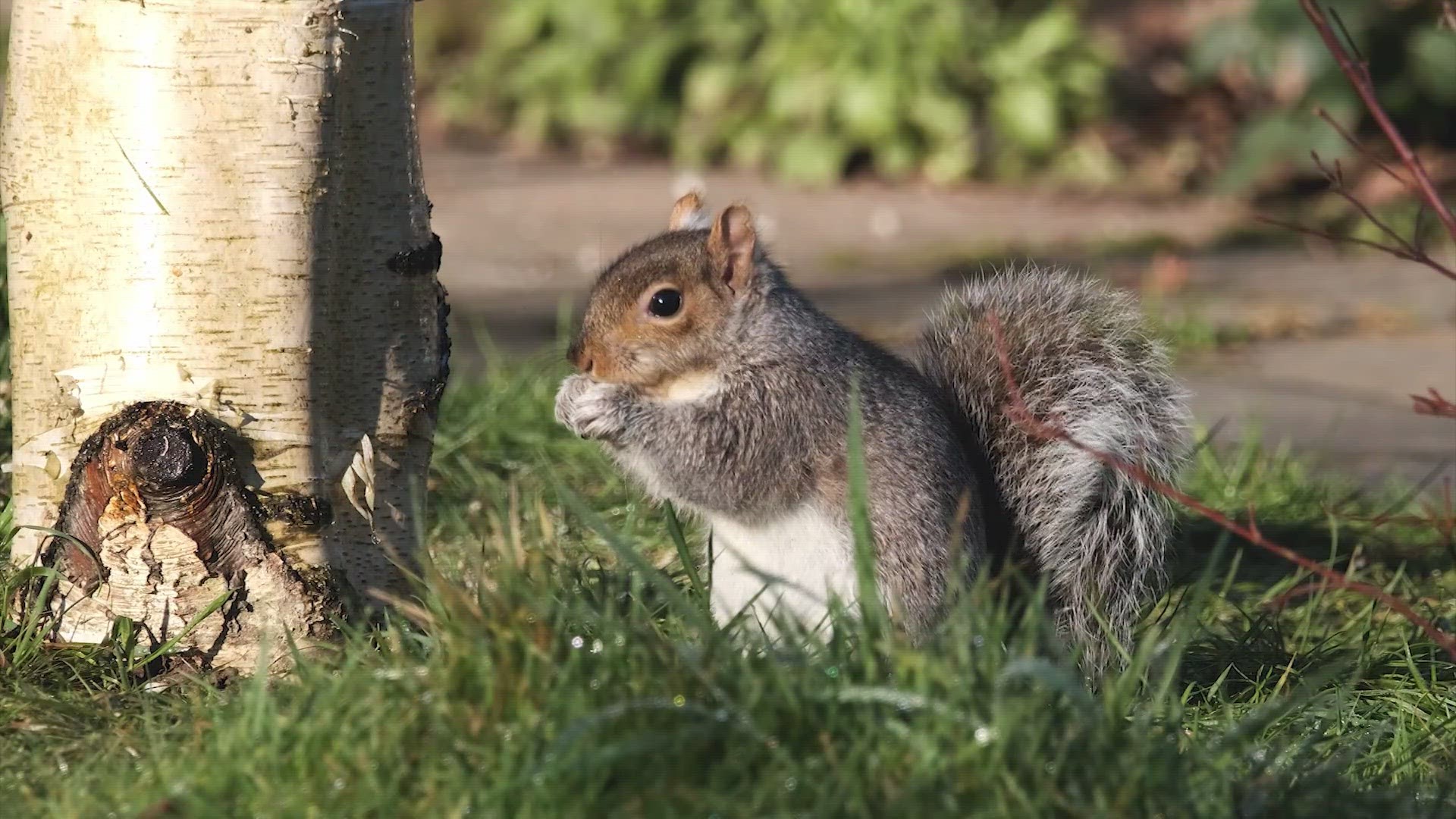 Turns out, we're in a "mast year," which is when nut-bearing trees produce an unusually large amount of acorns.