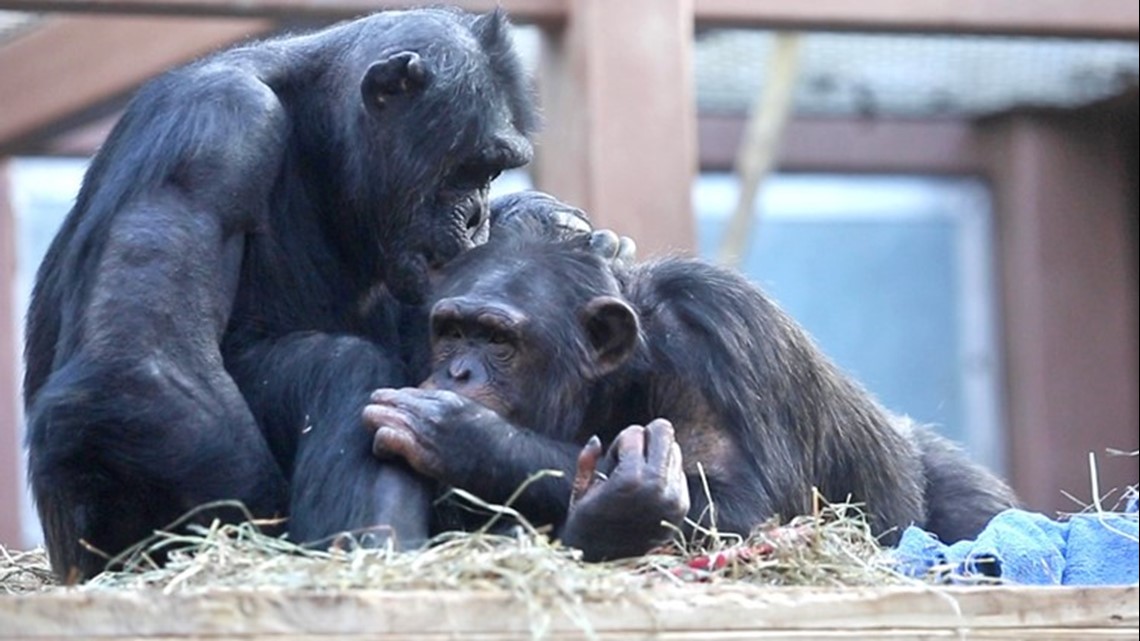 Animals at primate sanctuary freeze to death amid Texas power outage | 12newsnow.com