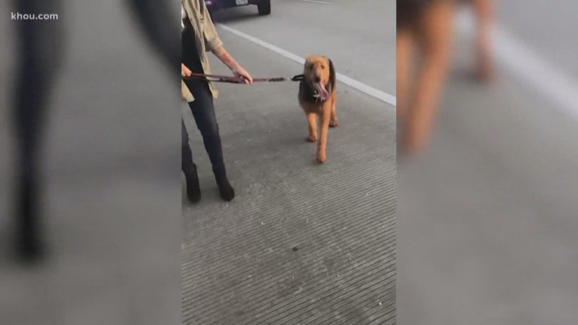 Only in Houston: Watch the incredible video of Houston drivers stopping on the highway to help catch a loose dog.