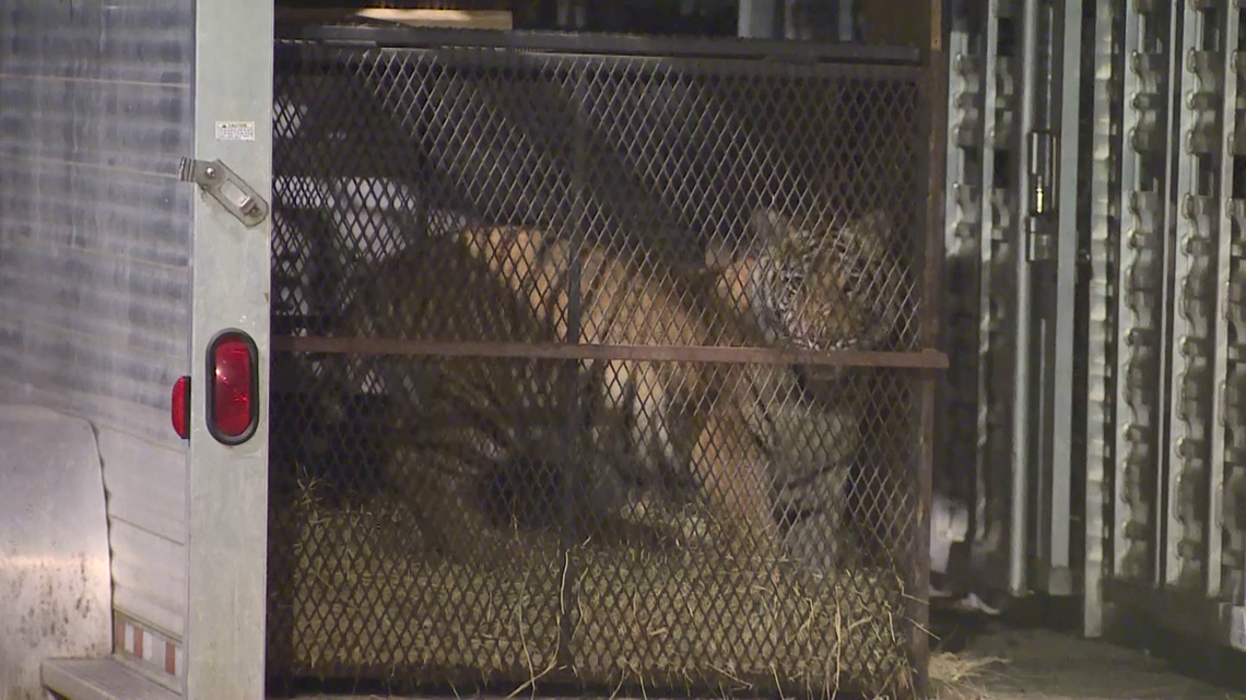 Tiger spotted roaming Houston neighborhood found safe - Vimarsana News