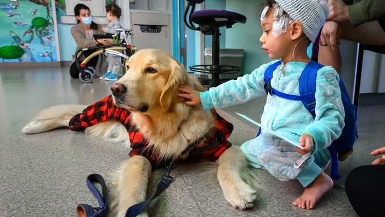 Therapy dogs lead pajama parade inside Texas Children's Hospital
