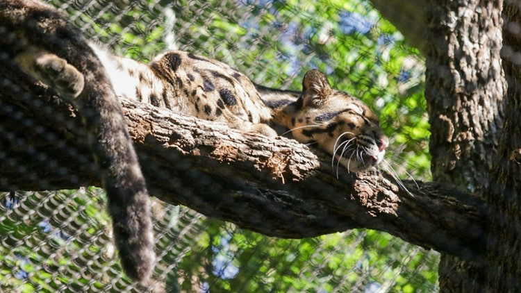 Dallas Zoo: Missing clouded leopard found near original habitat