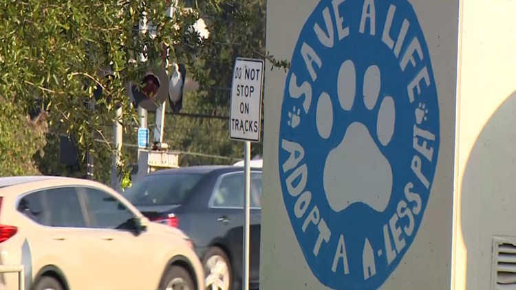 Sugar Land fires 5 Animal Services workers after 38 unauthorized euthanizations, city says