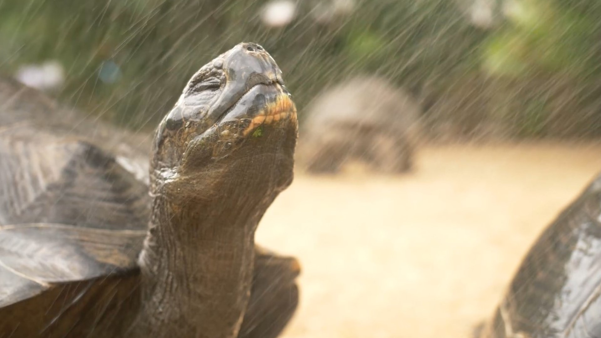 The animals at the Houston Zoo were treated to cool sprays, buckets of ice, swimming and sweet summertime treats to make the heat a little more bearable.