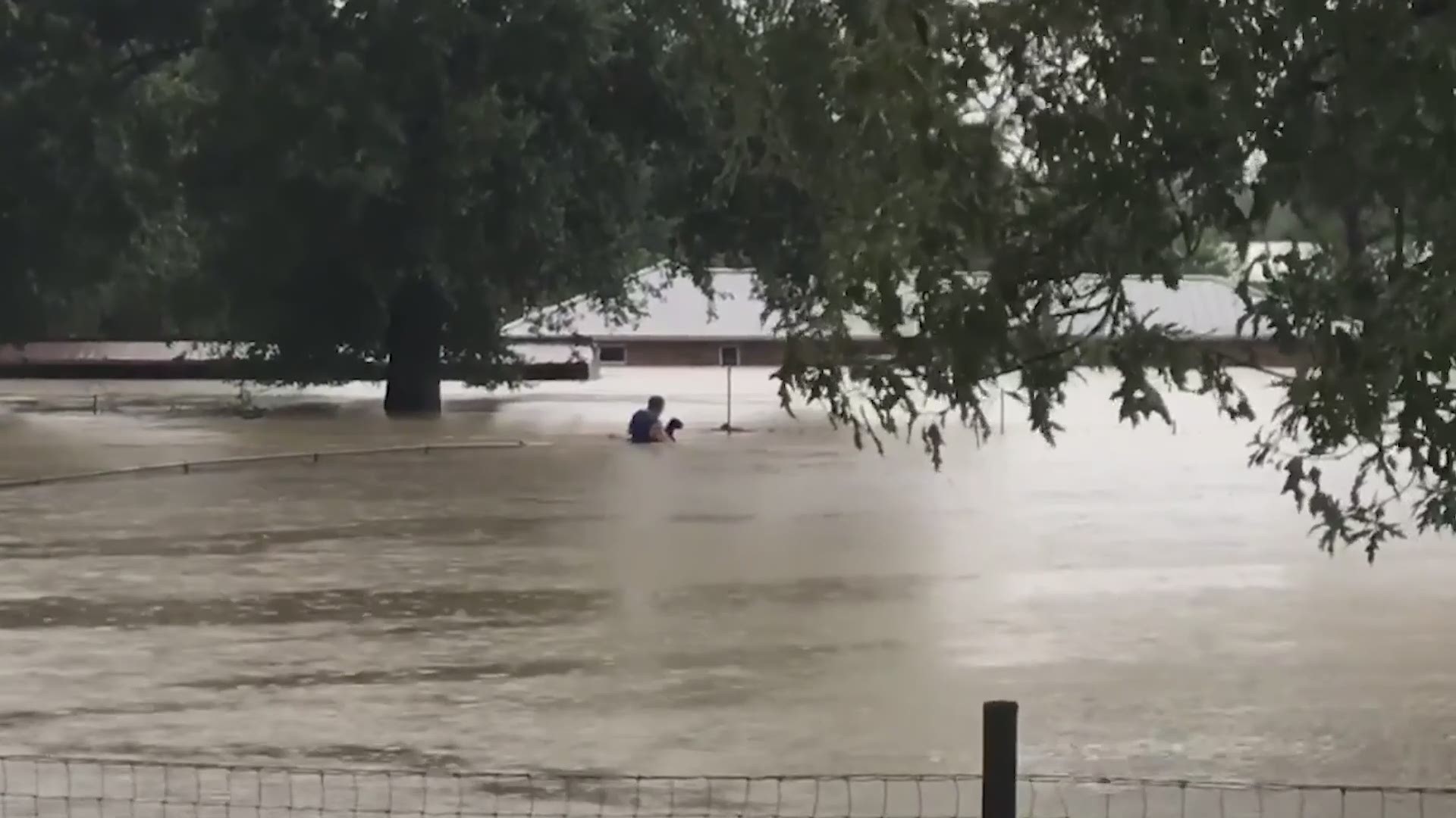KHOU's Jason Miles captured this video of a man rescuing a baby goat from Imelda's floodwaters in Kingwood on Sept. 19, 2019. The storm battered the community.