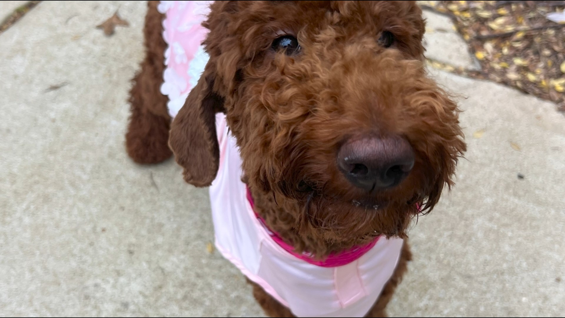 The dog is a copper-colored poodle who goes by the name Halle Berry. It got scared and ran away after the accident.