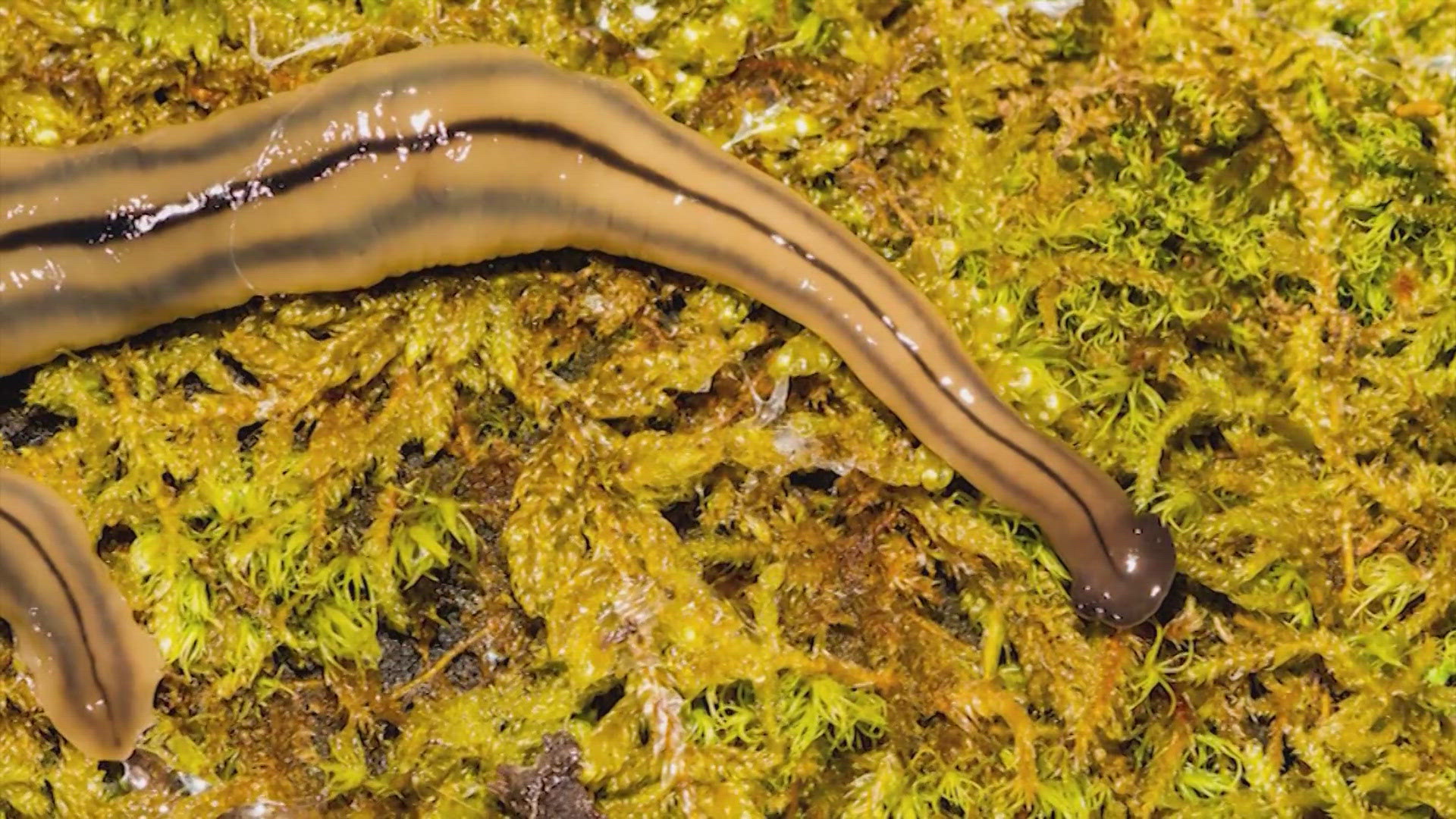 Invasive hammerhead flatworm: Houston rain could bring them out ...