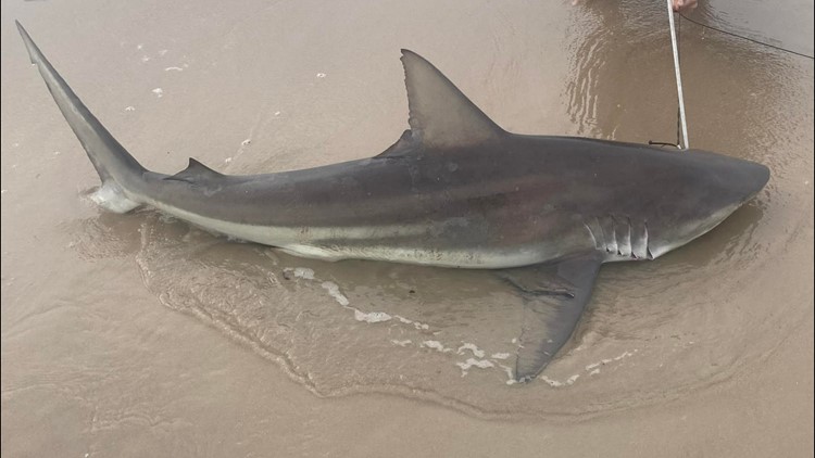 Shark caught off Surfside Beach Sunday