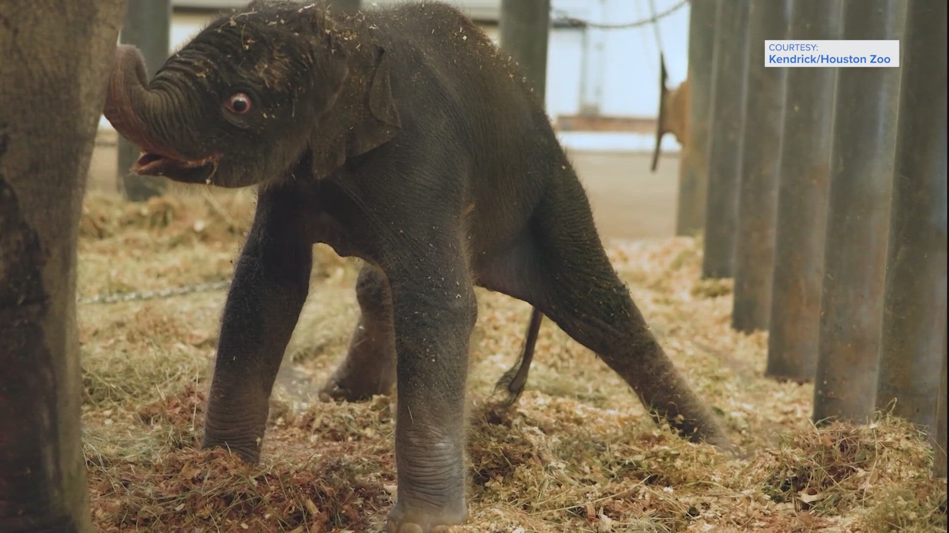 Shanti, a 34-year-old Asian elephant, gave birth to the healthy, 314-pound female after a 19-hour labor. 