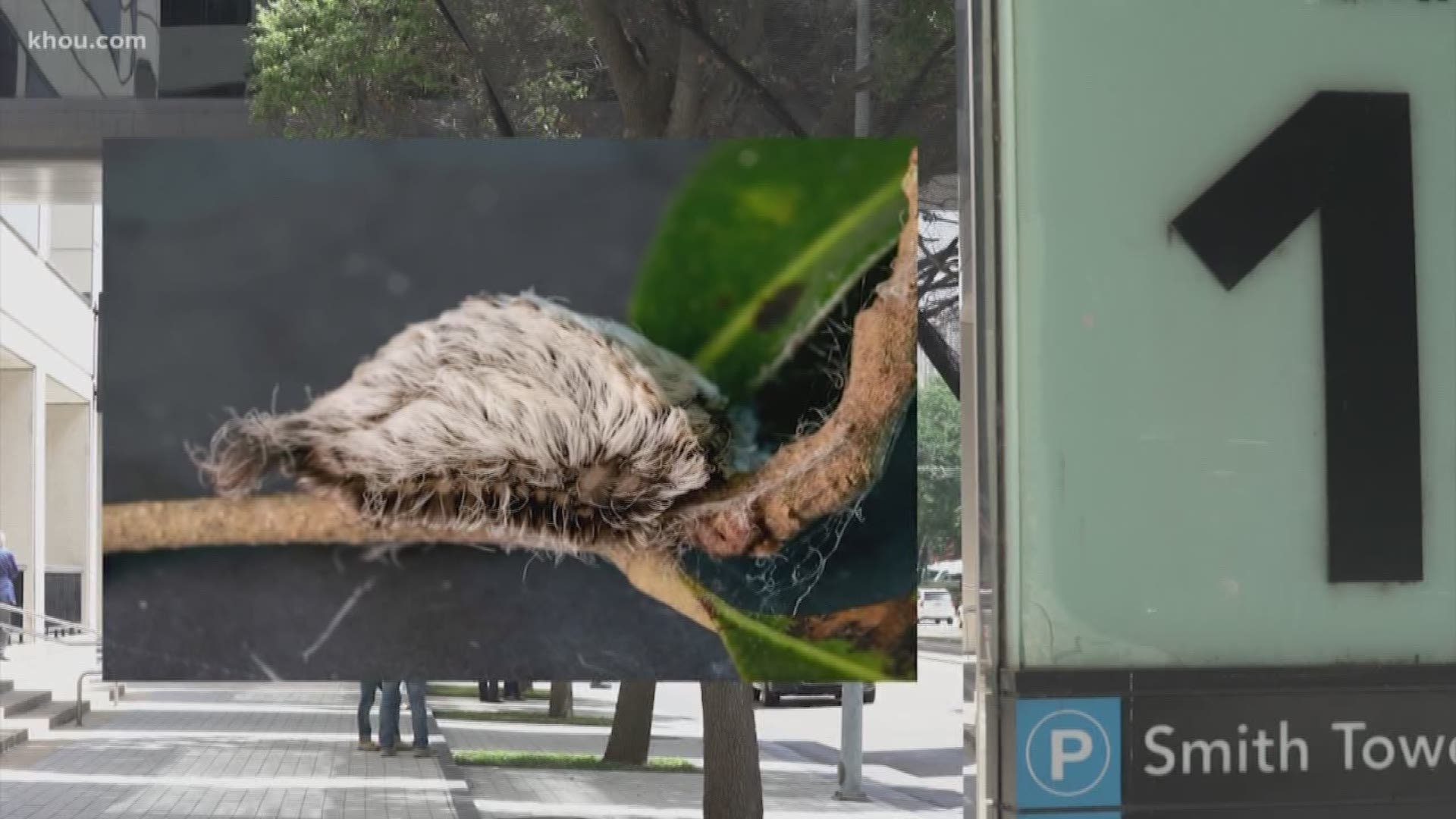 If you've been to the Medical Center and bothered to look up, you may have noticed nets to keep birds out of the trees. With the hungry birds gone, asps are flourishing.