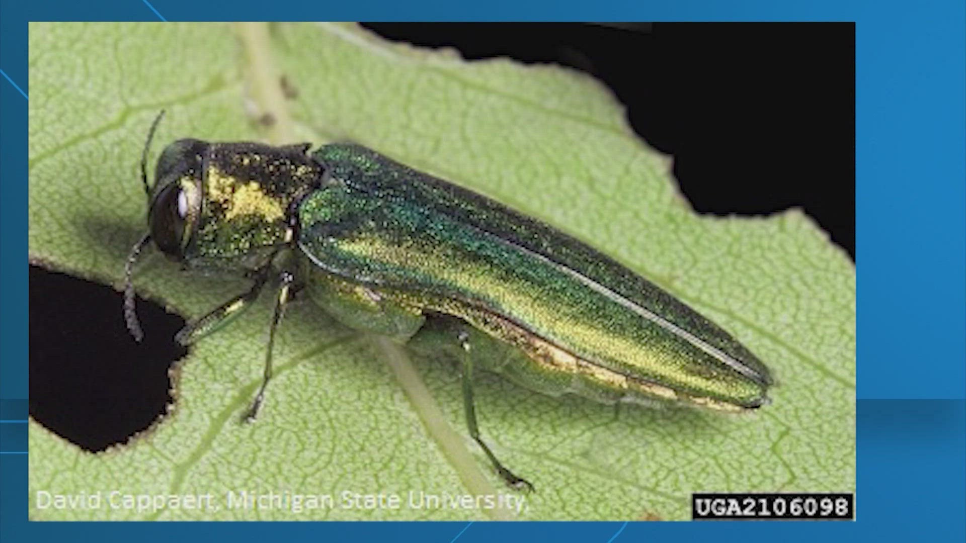 The invasive emerald ash borer was first spotted in Texas in 2016.