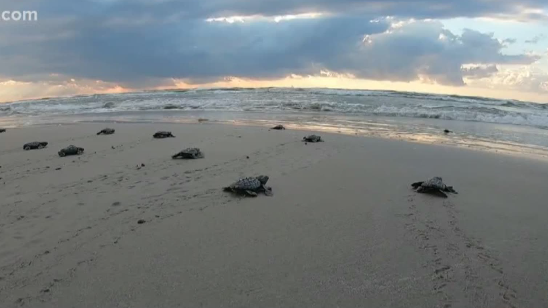 Over the years, many of you have gotten up early and driven out to the Padre Island National Seashore to watch the release of Kemp's Ridley sea turtles.