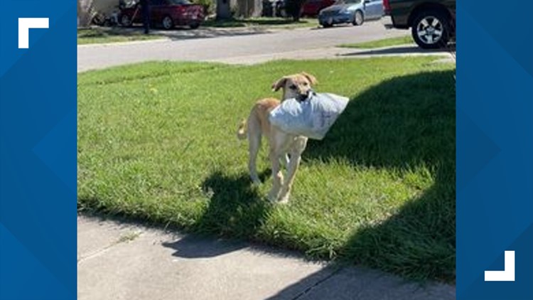 Corpus Christi postal worker says this porch pirate pup stole package from home