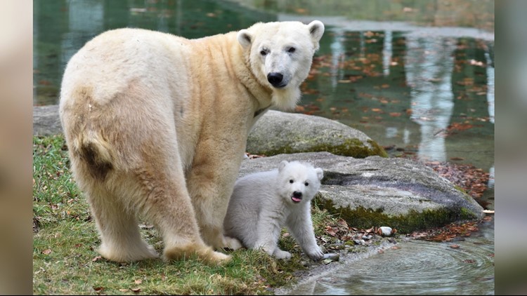 Baby polar bear from Munich zoo explores outdoors
