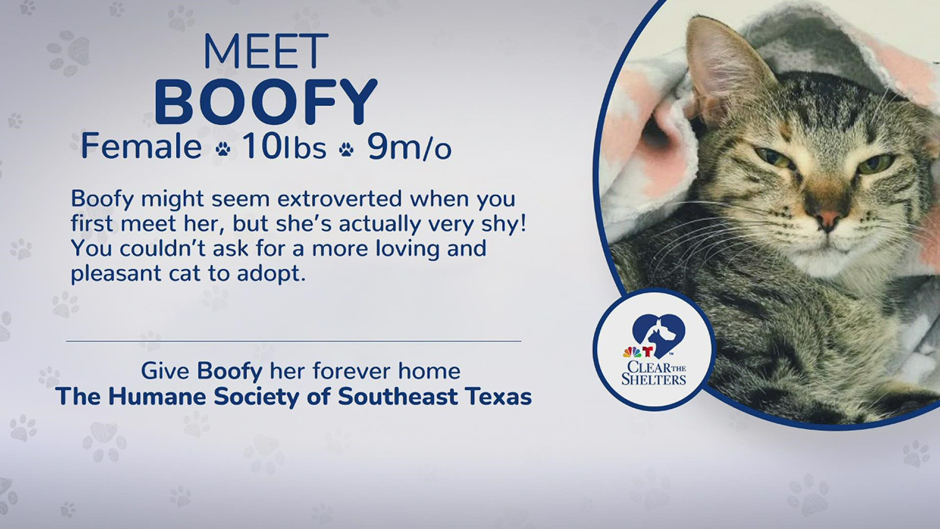 Boofy is a 10 pound, 9 month old kitten.