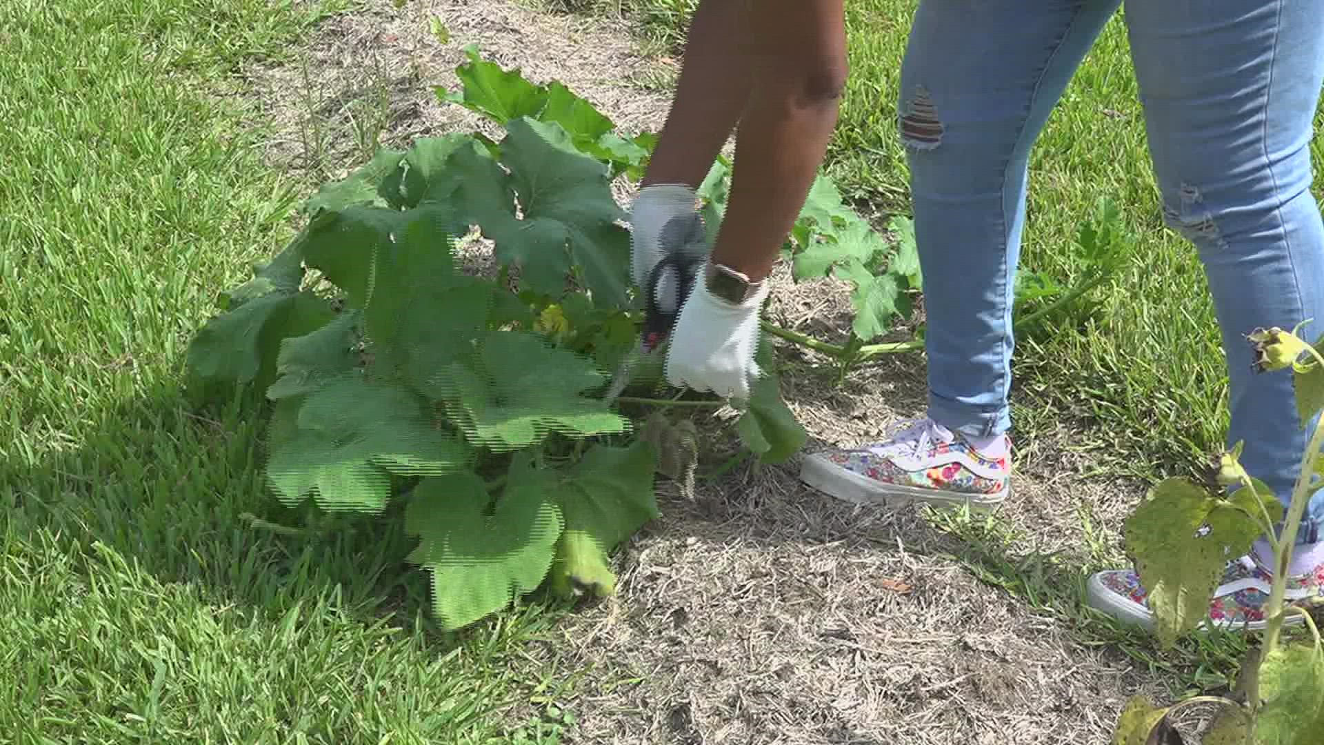 The goal is to connect the people who live nearby to fresh fruits and vegetables in an effort to promote health behaviors.