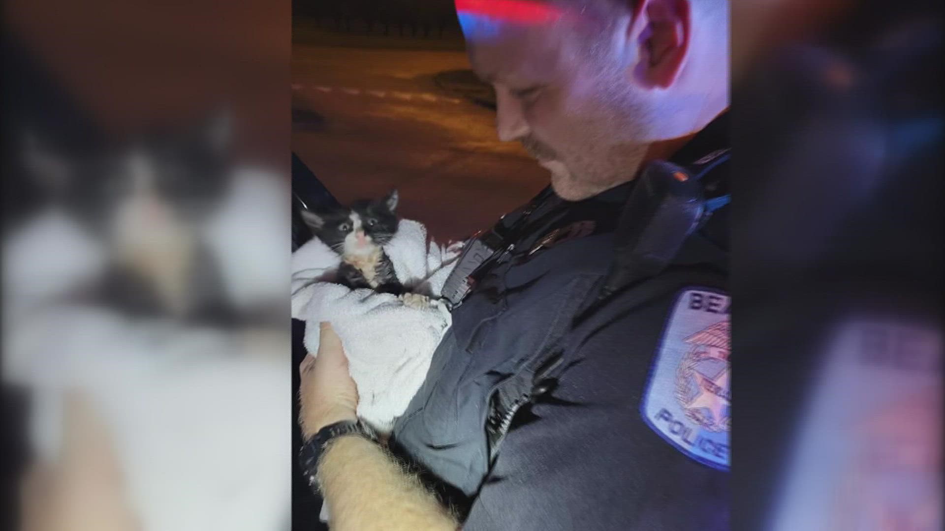 A lucky kitten was rescued from a storm drain before a round of heavy rain and thunderstorms hit the Southeast Texas area.