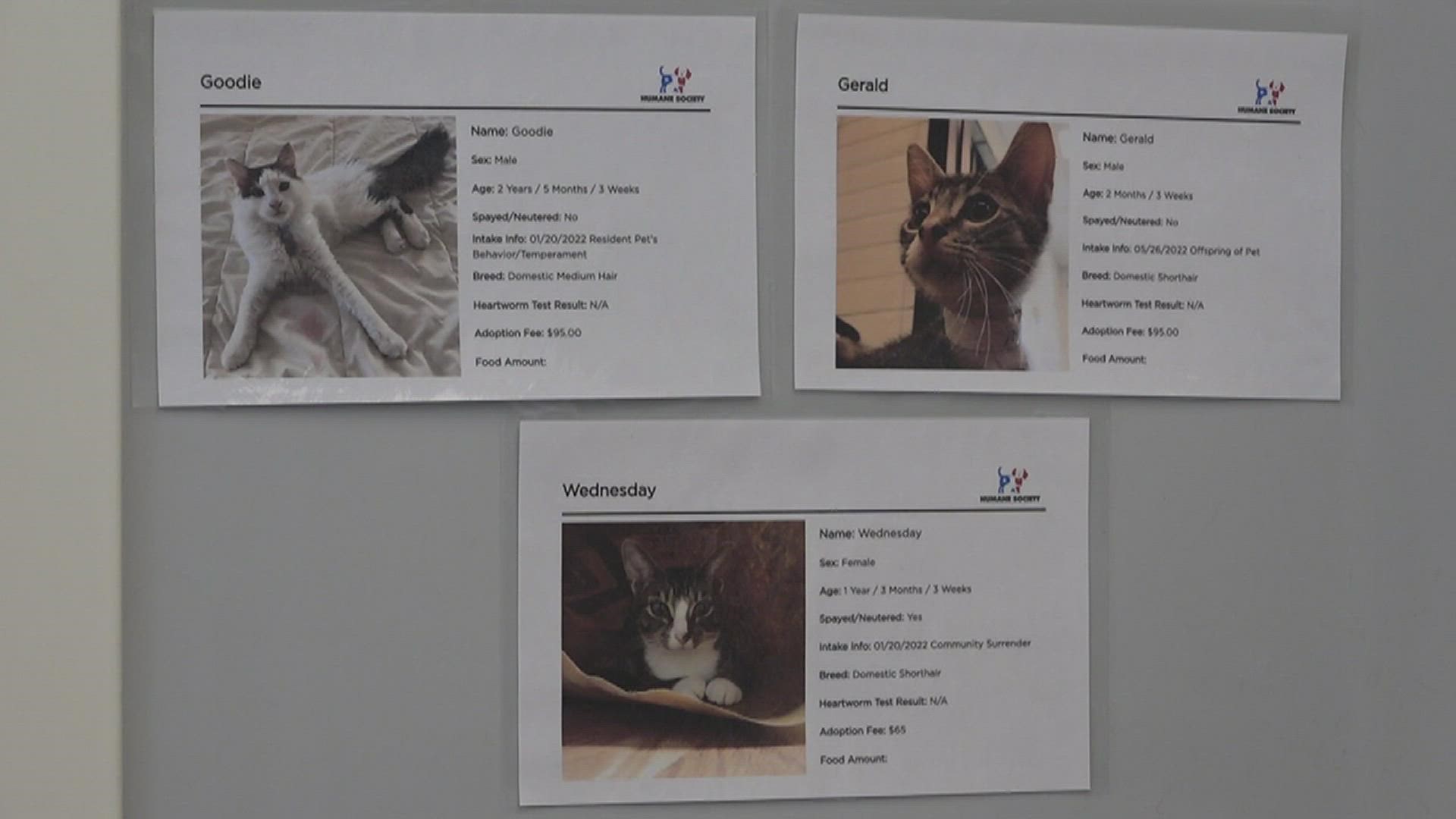 The Humane Society of SETX can take in 48 animals at maximum capacity, but as of now, the rescue has 160 animals.