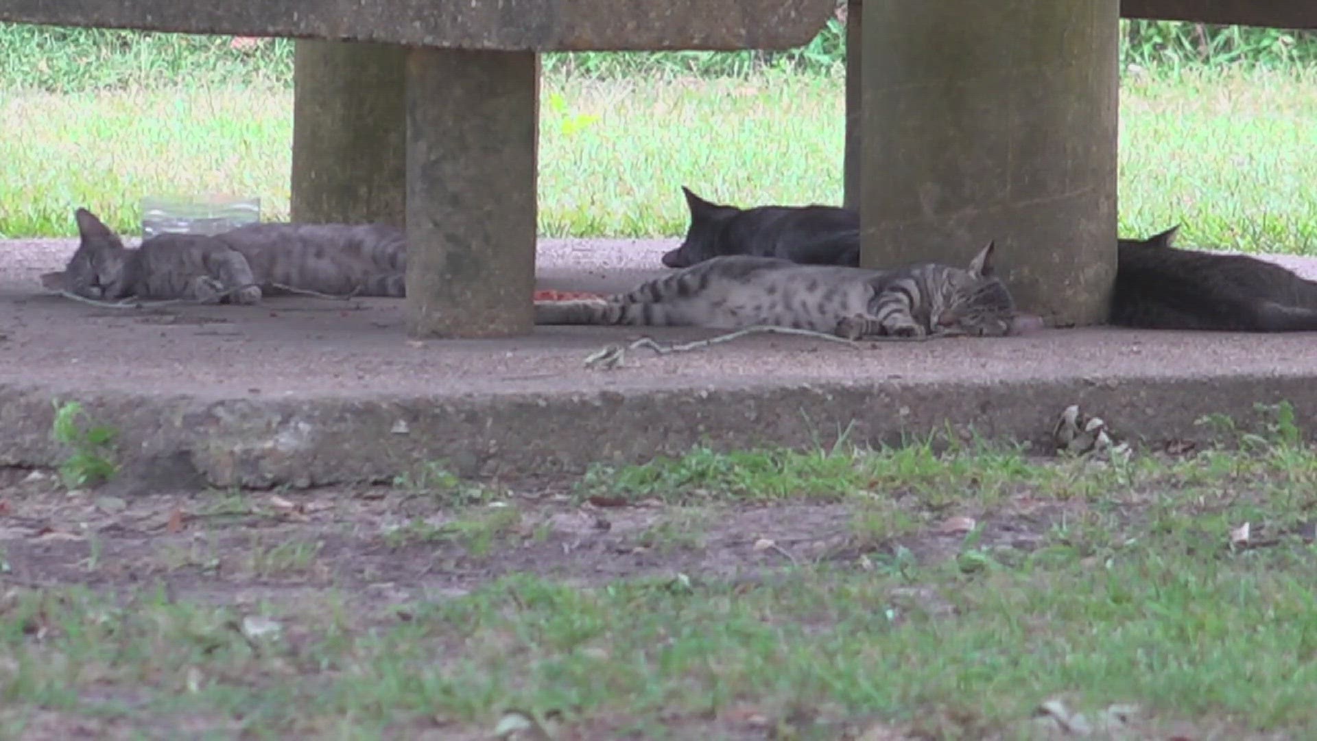 This debate was sparked by the colony of cats at Riverfront Park that are constantly being given food and water by residents.